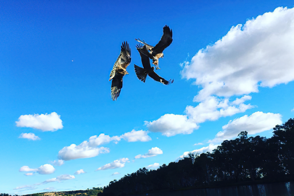 Birds of Prey Photography Cruise