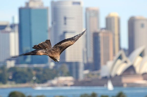 Wildlife photography course Taronga Zoo | Sydney | 4 hours