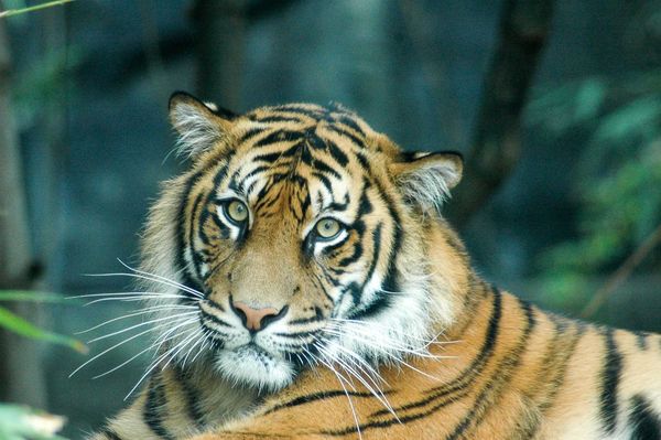 Wildlife Photography Course at Taronga Zoo | Sydney | 4 hrs