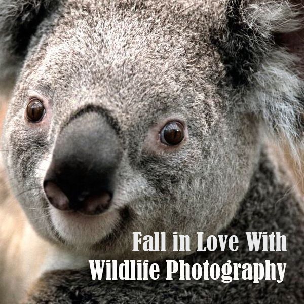 Fall In Love With Wildlife Photography (Symbio Wildlife Park)