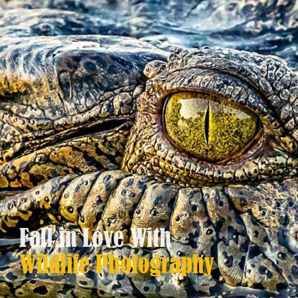 Fall In Love With Wildlife Photography (Shoalhaven Zoo)