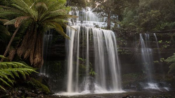 Mt Field National Park & Russell Falls - photo-oriented private day tour