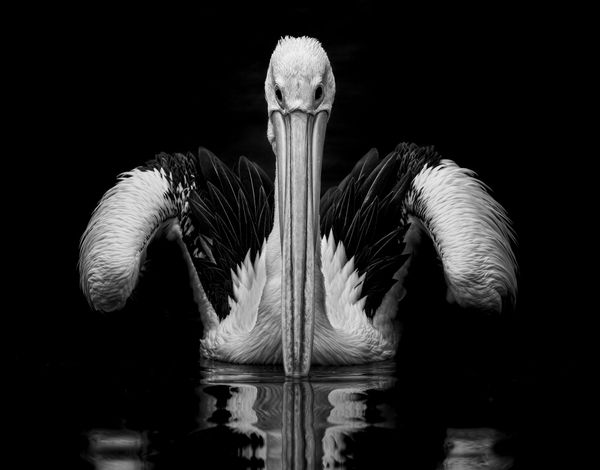 Mary River Wetlands Evening Private Boat Tour