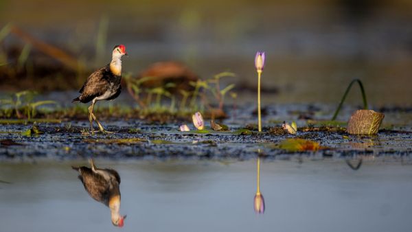 Private Wildlife Photography 4WD and Boat Tour - Full Day
