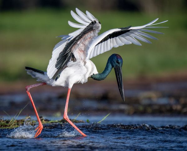 Darwin Private Wildlife Photography 4WD Tour - Half Day