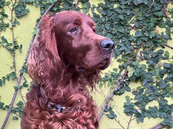 DOG PHOTOGRAPHY COURSE | CODE LIME PHOTOGRAPHY | 2 HOURS | PERTH, WA | $200