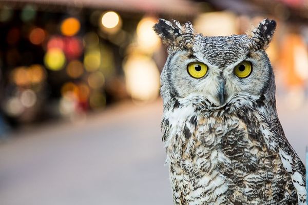 INTERMEDIATE PHOTOGRAPHY COURSE | 8 HOURS | PERTH ZOO & UWA  | CODE LIME PHOTOGRAPHY