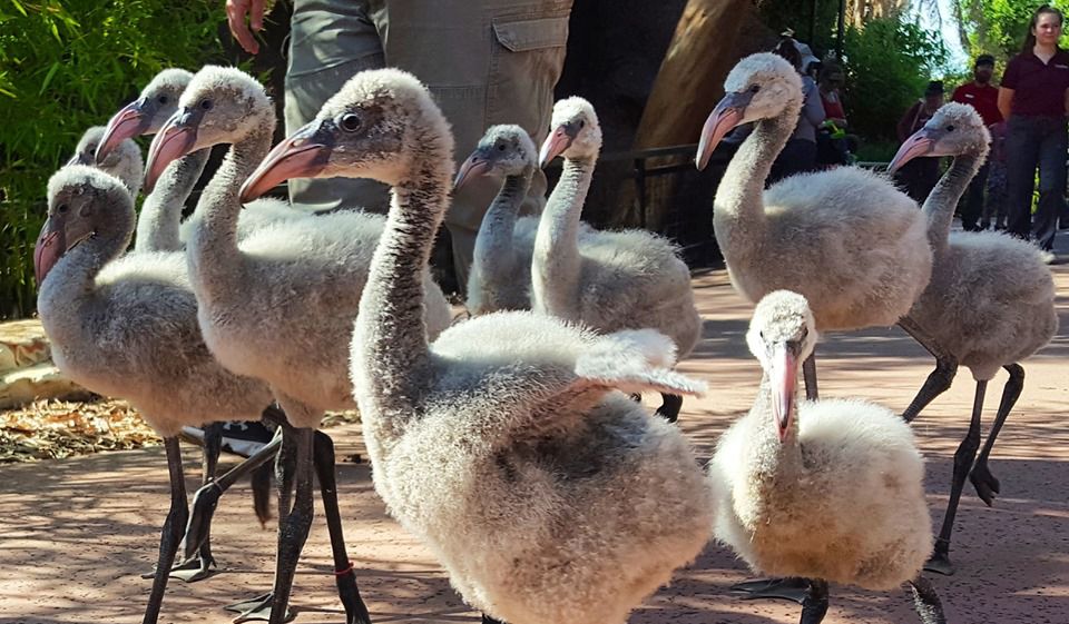 Flamingo chicks at Phoenix Zoo 