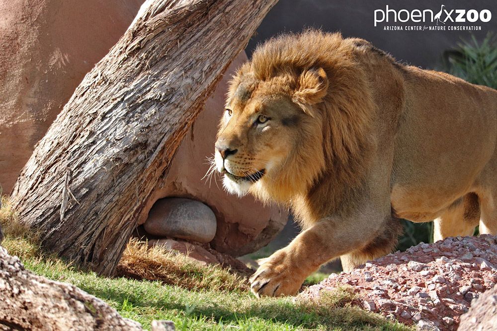 Lion at Phoenix Zoo
