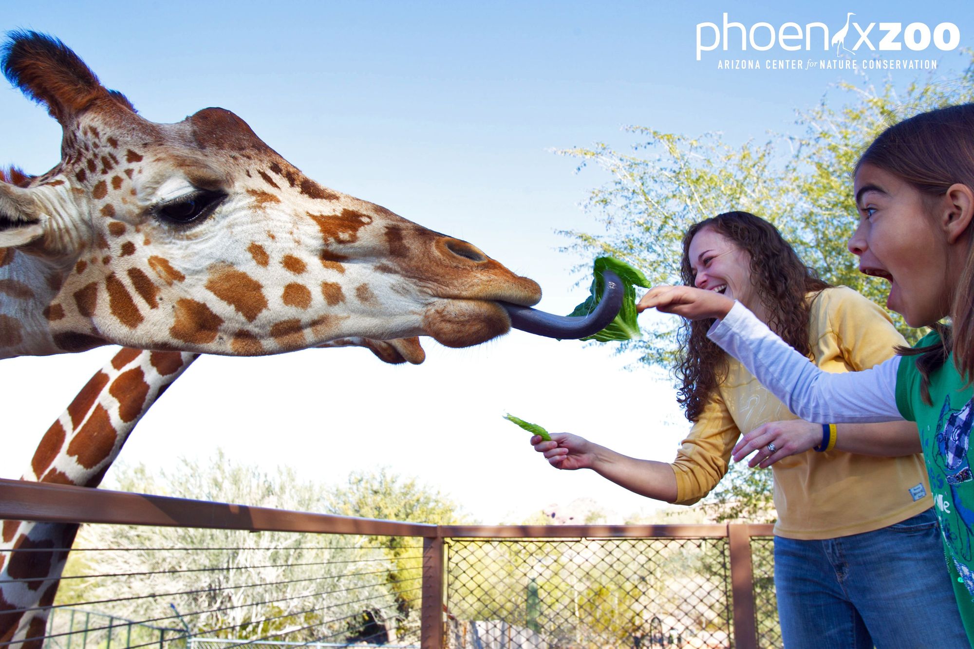 Giraffe at Phoenix Zoo