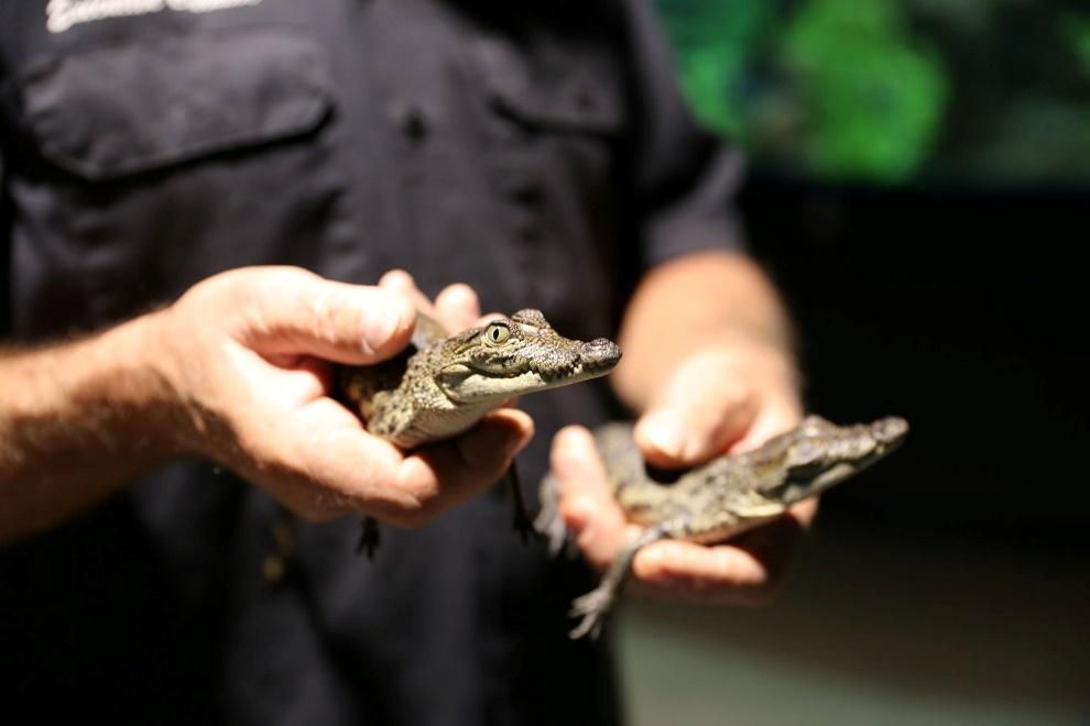 Man holding baby crocodiles