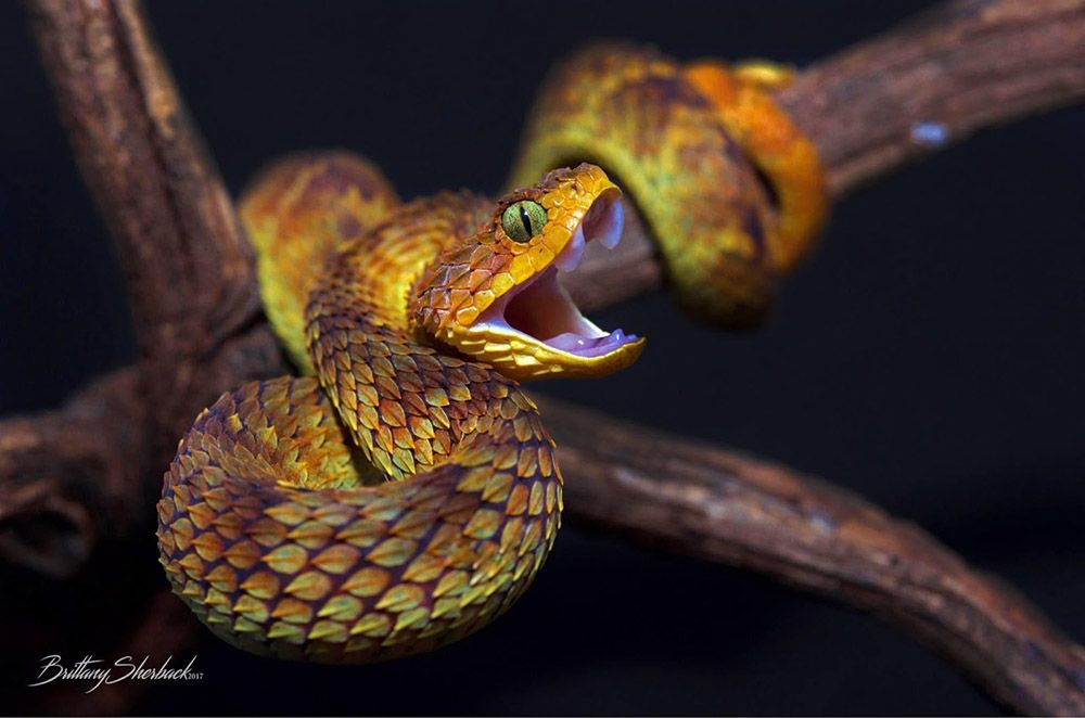 Venomous snake
