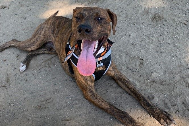 Dog at dog park