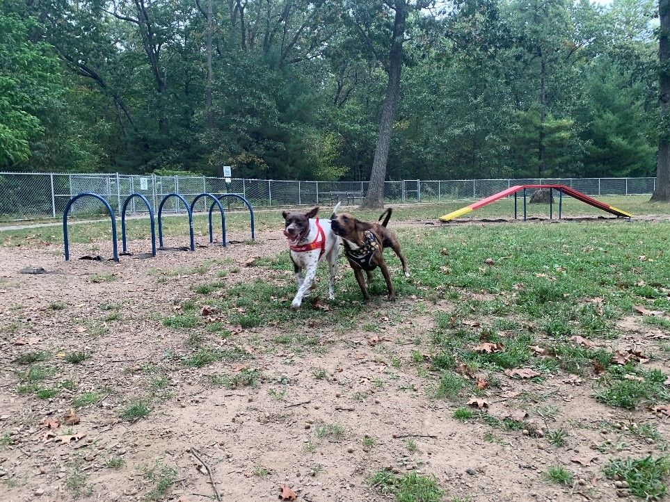 Dog park with agility obsolesces 