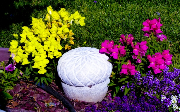 Flowers in a garden