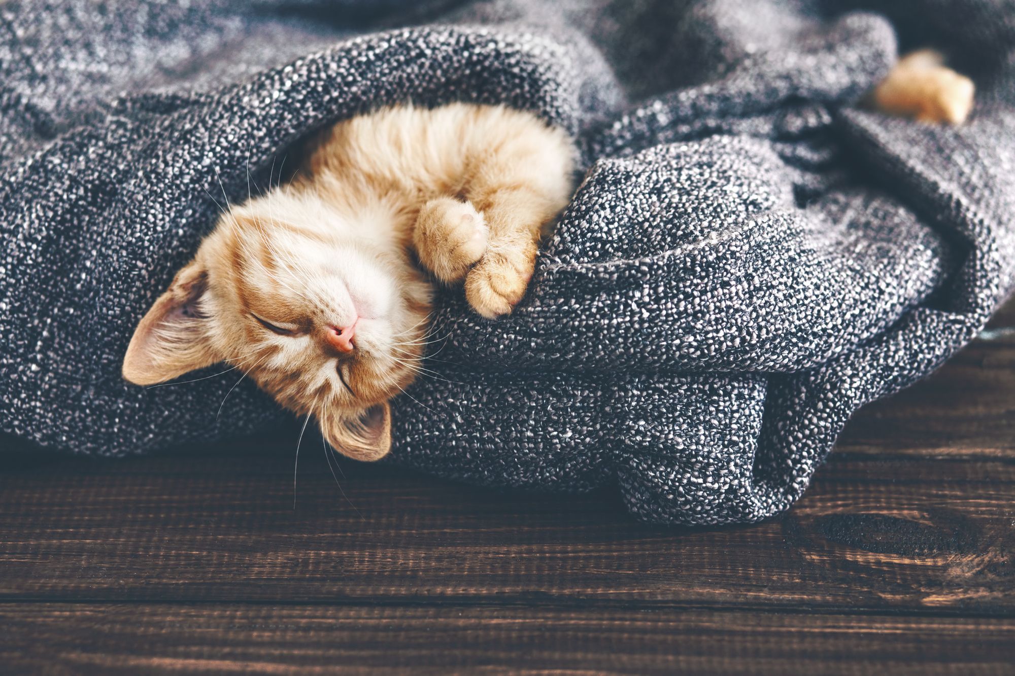 cute kitten in blanket
