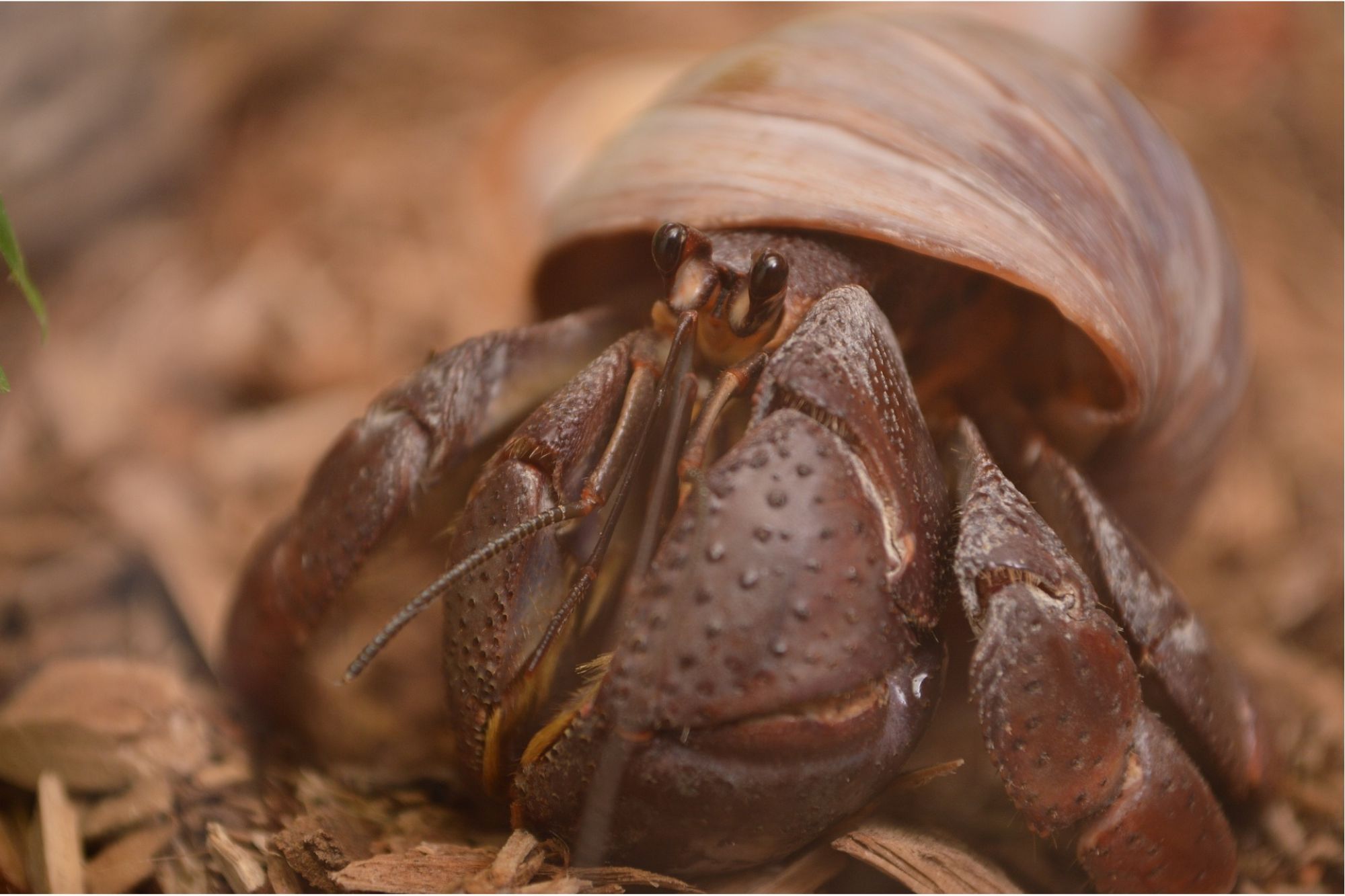 a close-up of a hermit crab's face peeking out from its shell