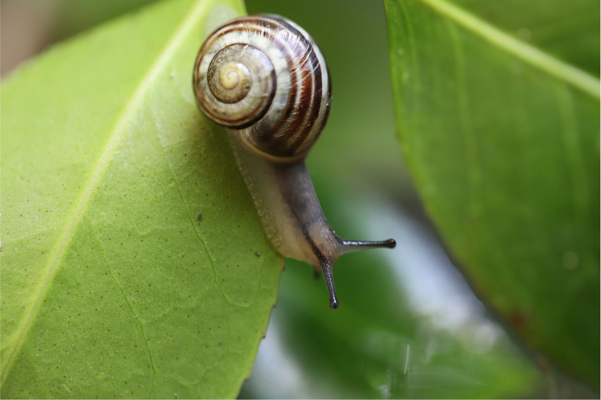 A round garden snail crawling on a green leaf