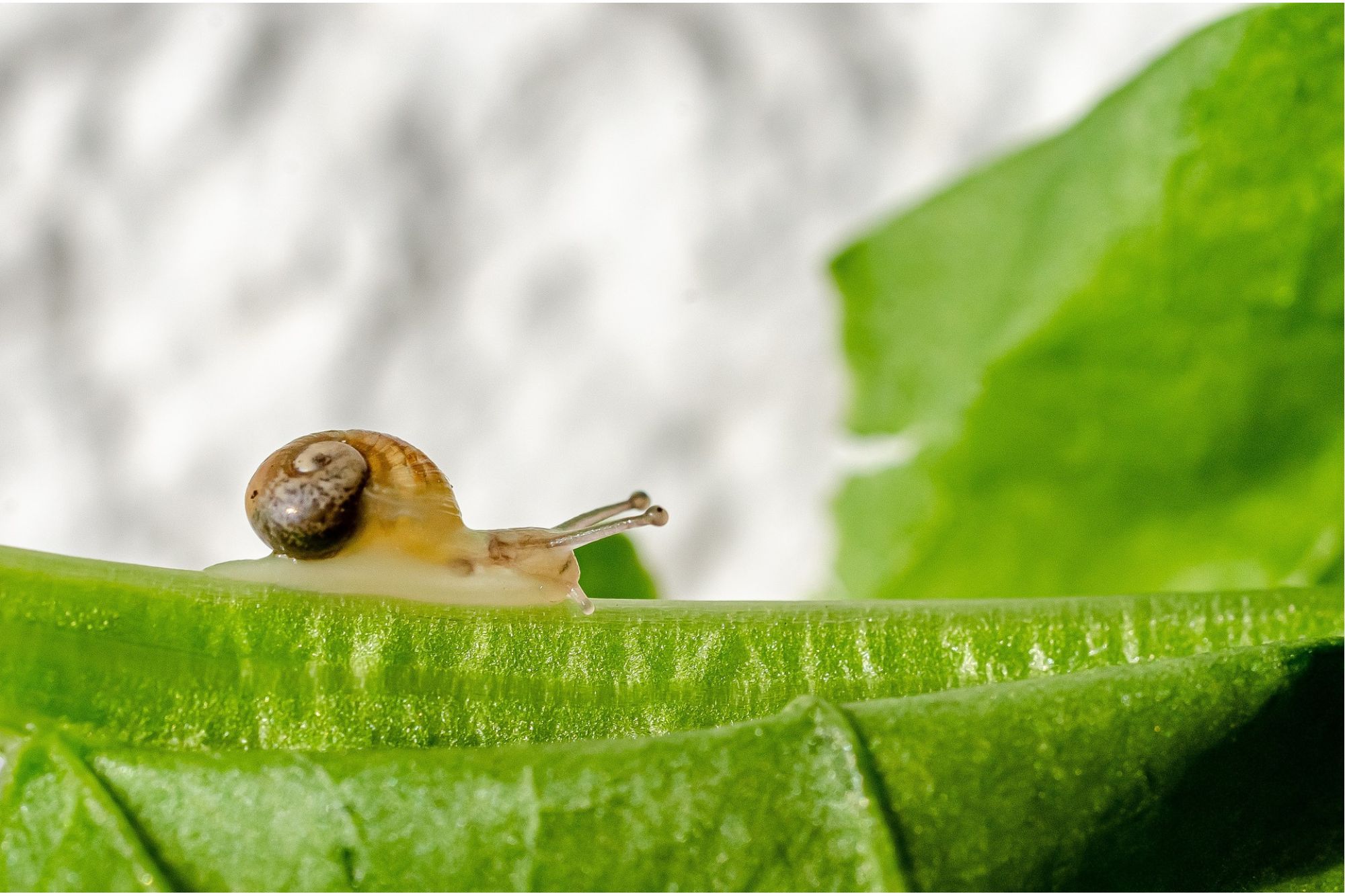 A small snail crawling across a bright green leaf