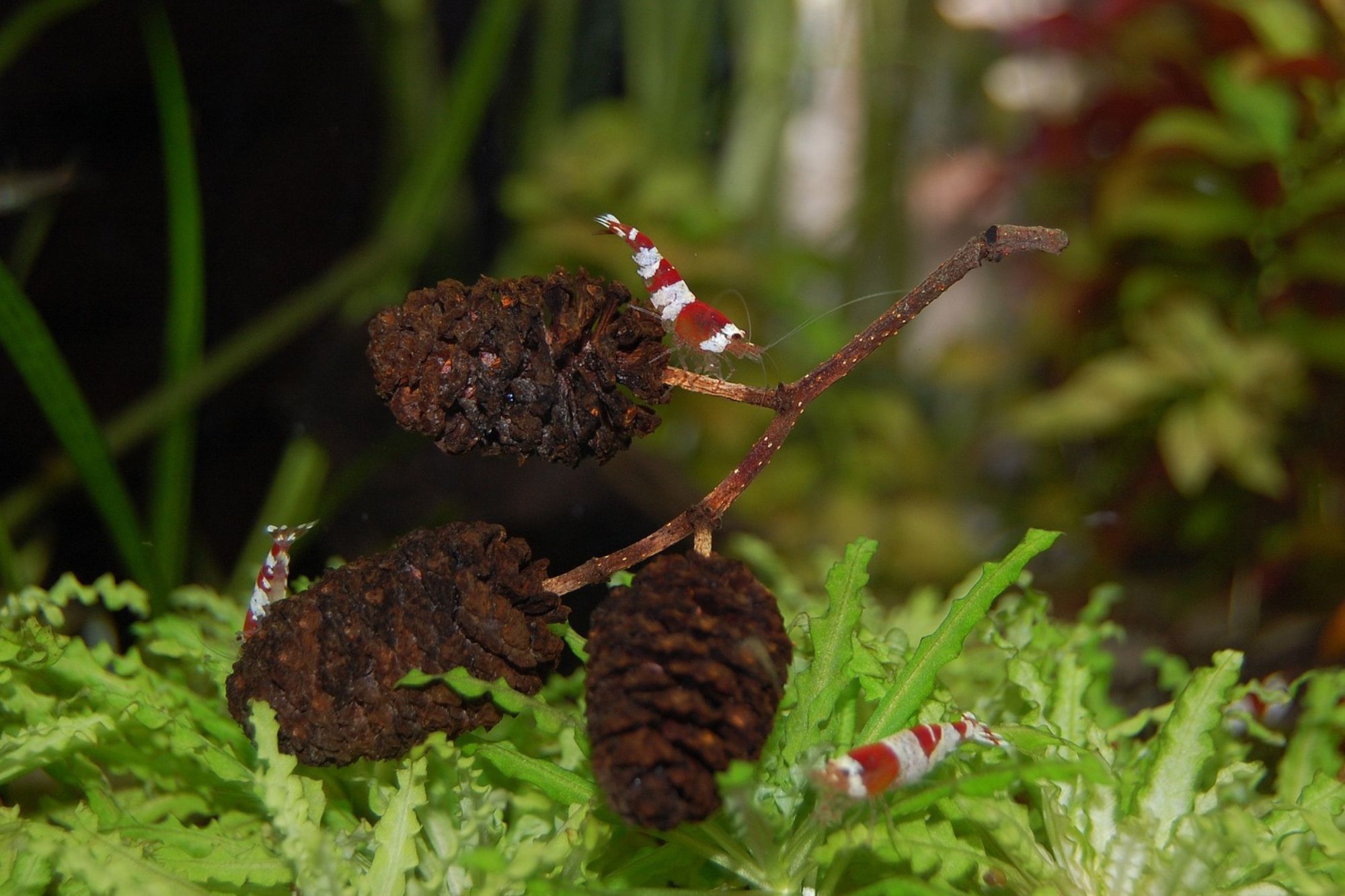 Three small Crystal Red Shrimp crawl on pinecones and water plants in a tank