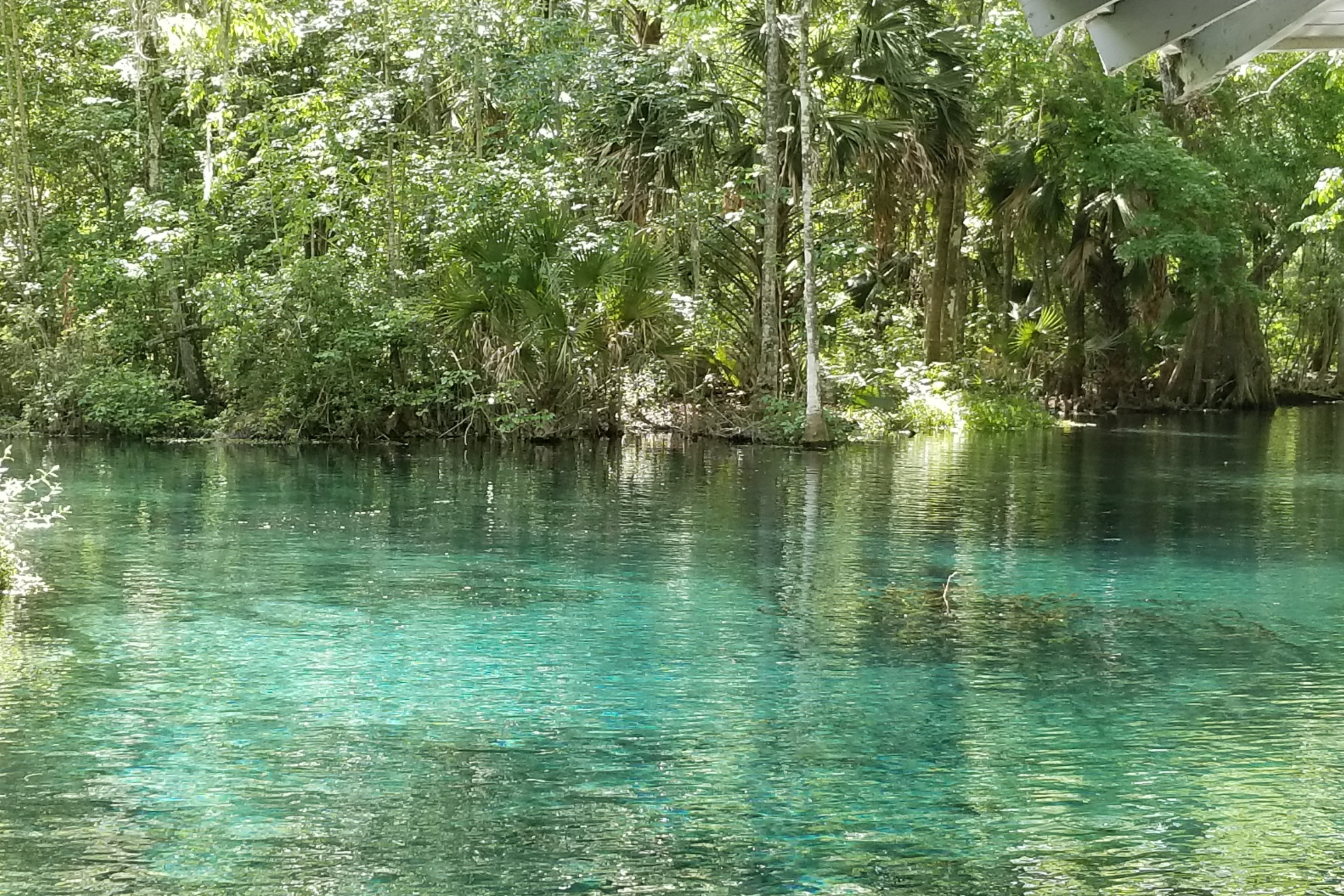 Crystal clear blue waters of Silver Springs, surrounded by lush tropical greenery