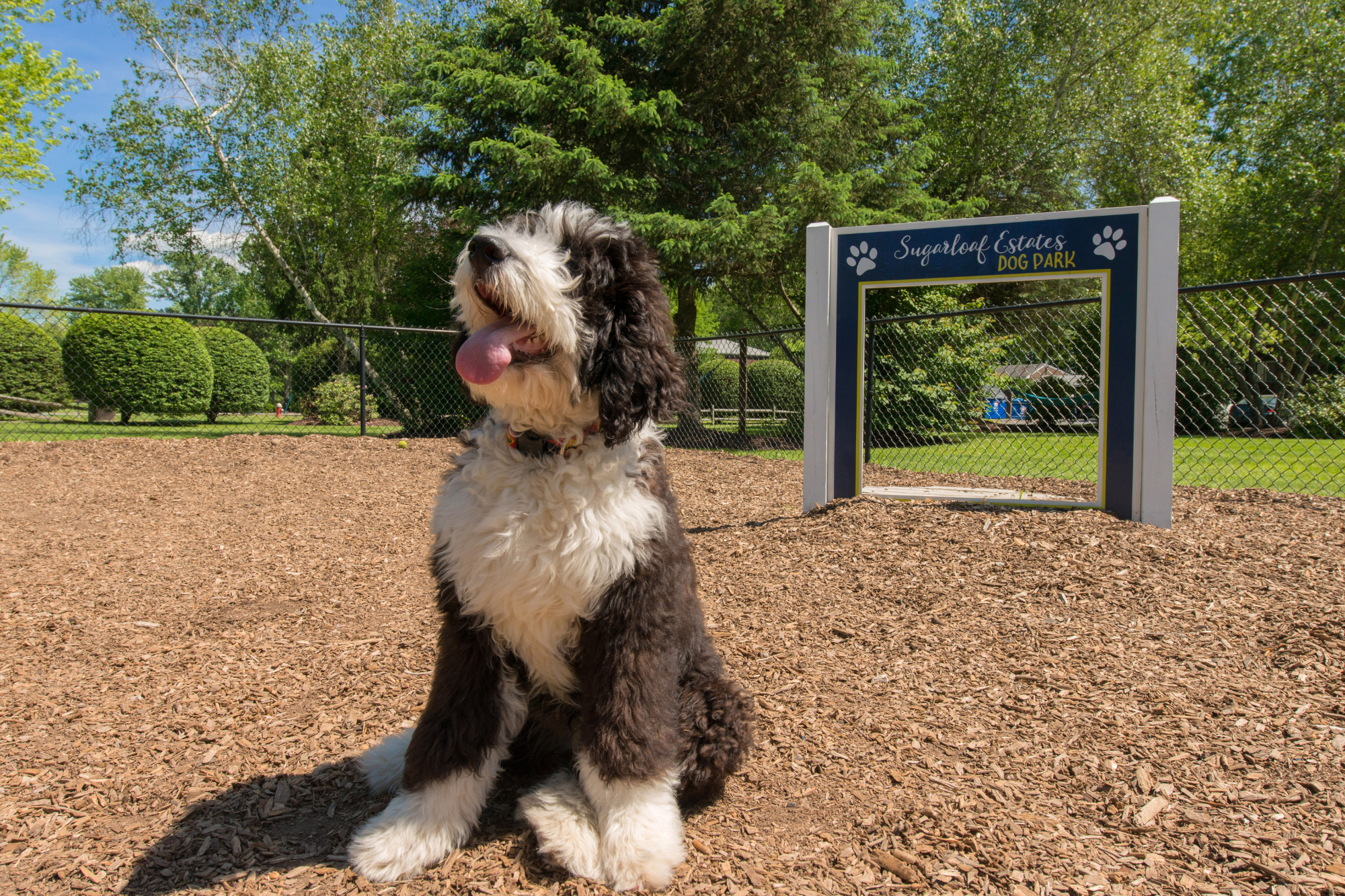 A large breed, fluffy black and white dog sitting in the off-leash dog park at Sugarloaf Estates: pet friendly apartments in Sunderland.