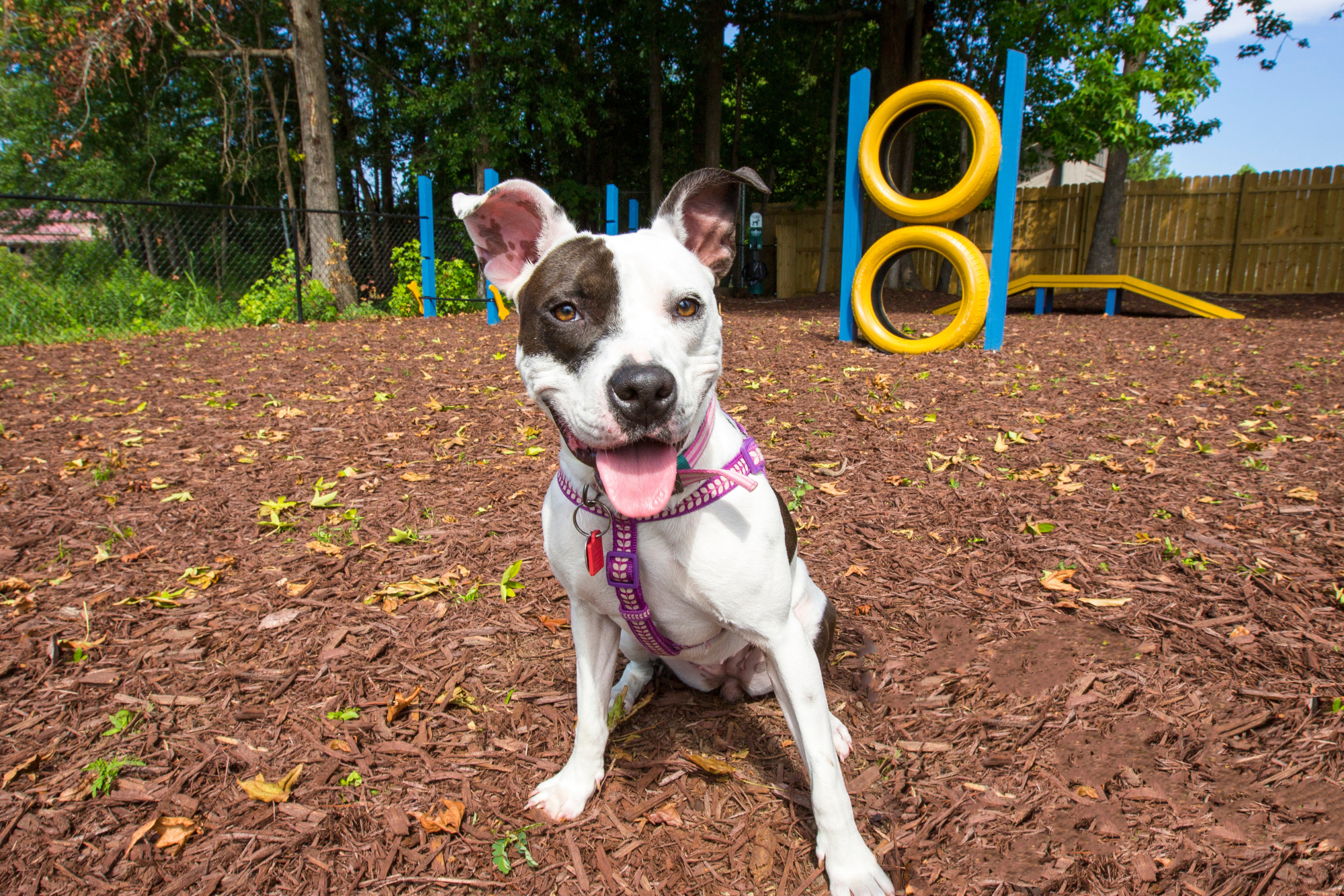 A dog sits smiling in a dog park with yellow and blue obstacles behind
