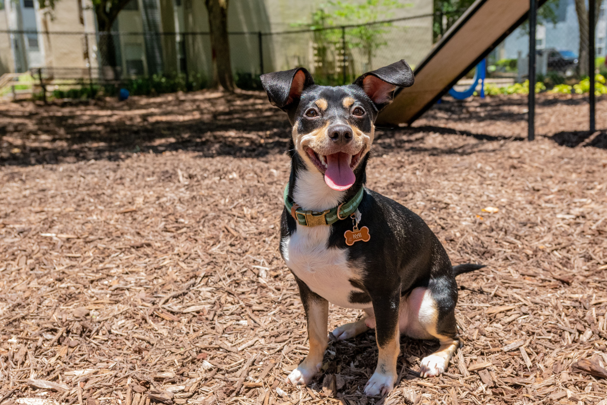 A dog sits smiling ear-to-ear with their ears up at the off leash dog park