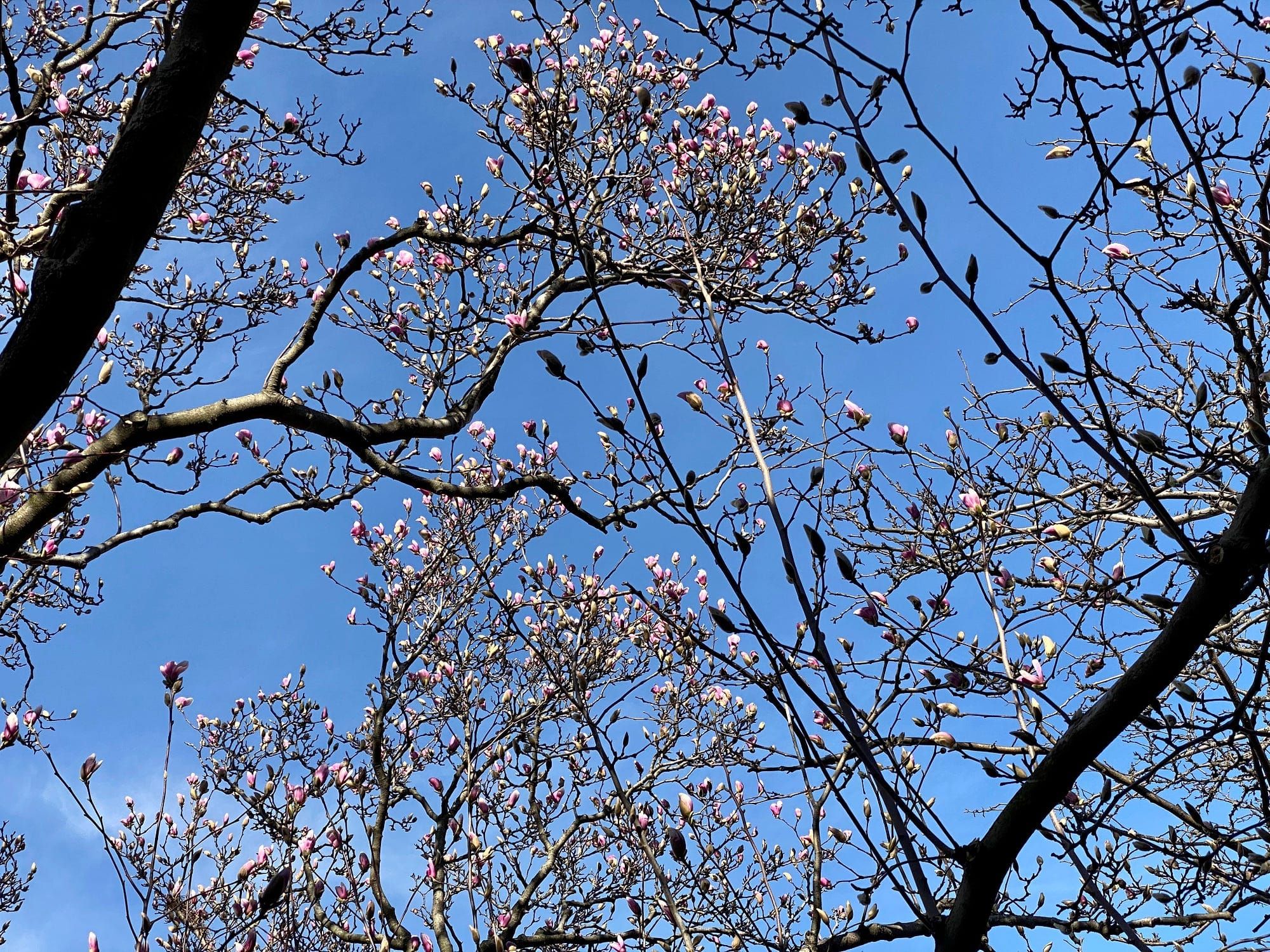 The Sound of Spring