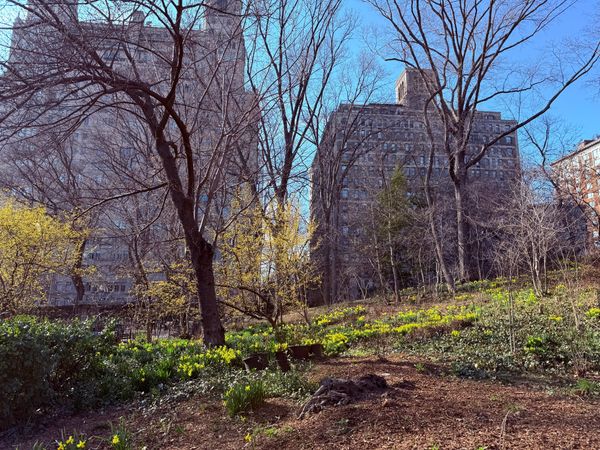Robins, Daffodils, and Printemps