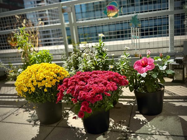 Flowers, Chocolate, Travel, Music, Happiness