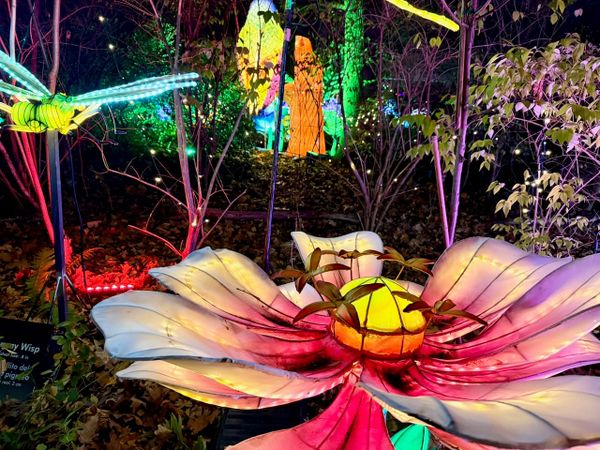 Magic in the Bronx, Music Everywhere