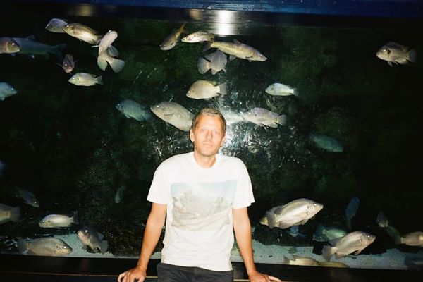 Large - Falling in the Woods