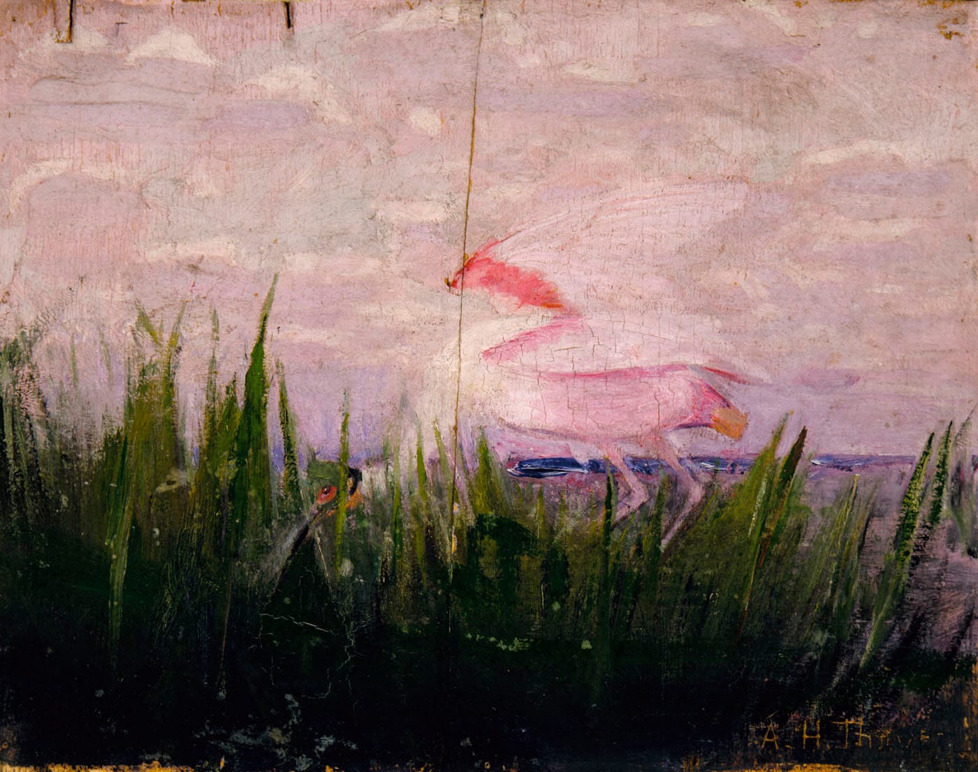 Abbott Handerson Thayer's "Roseate Spoonbill, study for book Concealing Coloration in the Animal Kingdom." From Wikimedia Commons. Creative Commons License.