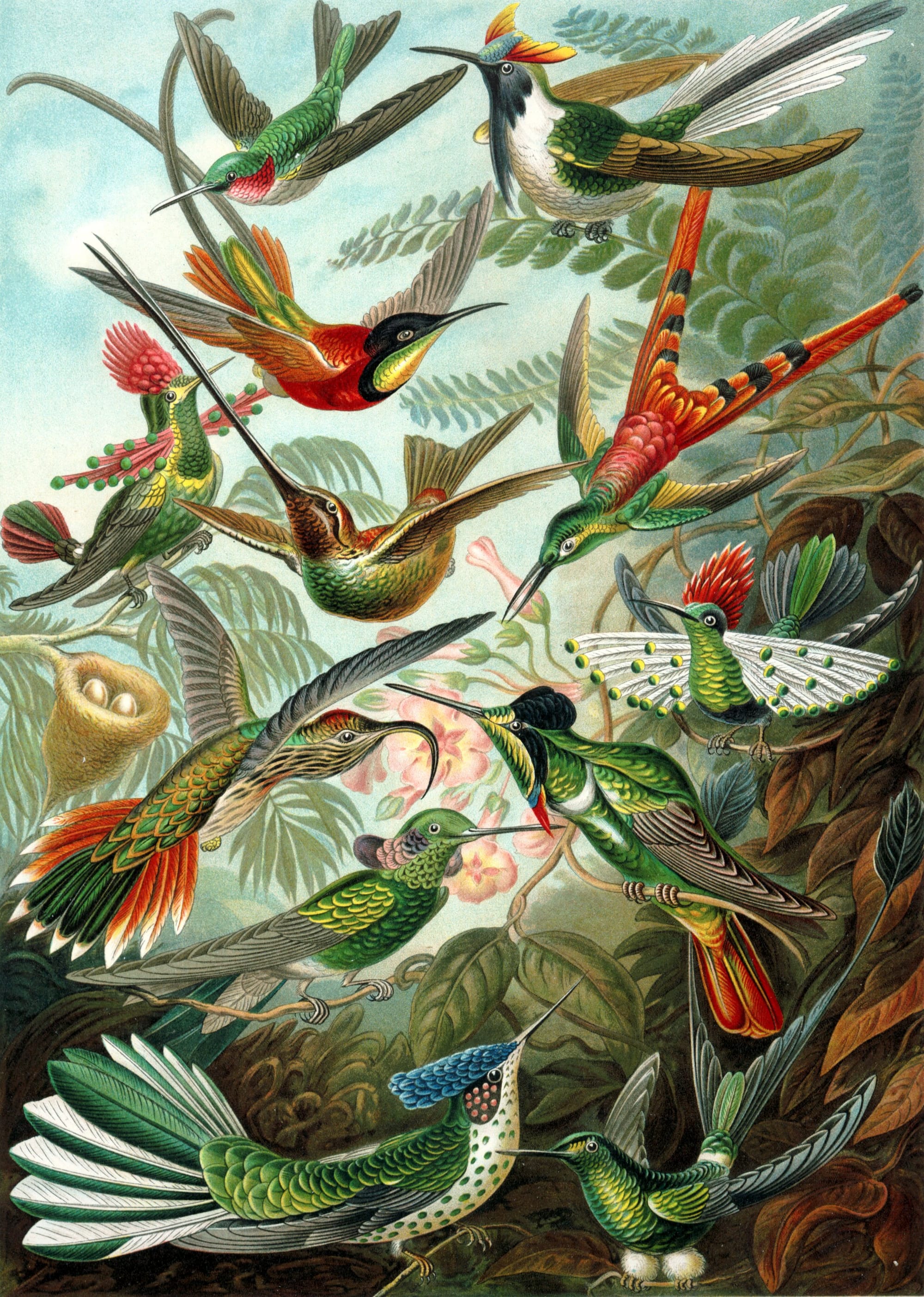 Ernst Haeckel’s “Trochilidae.” Wikimedia Commons. Public Domain.