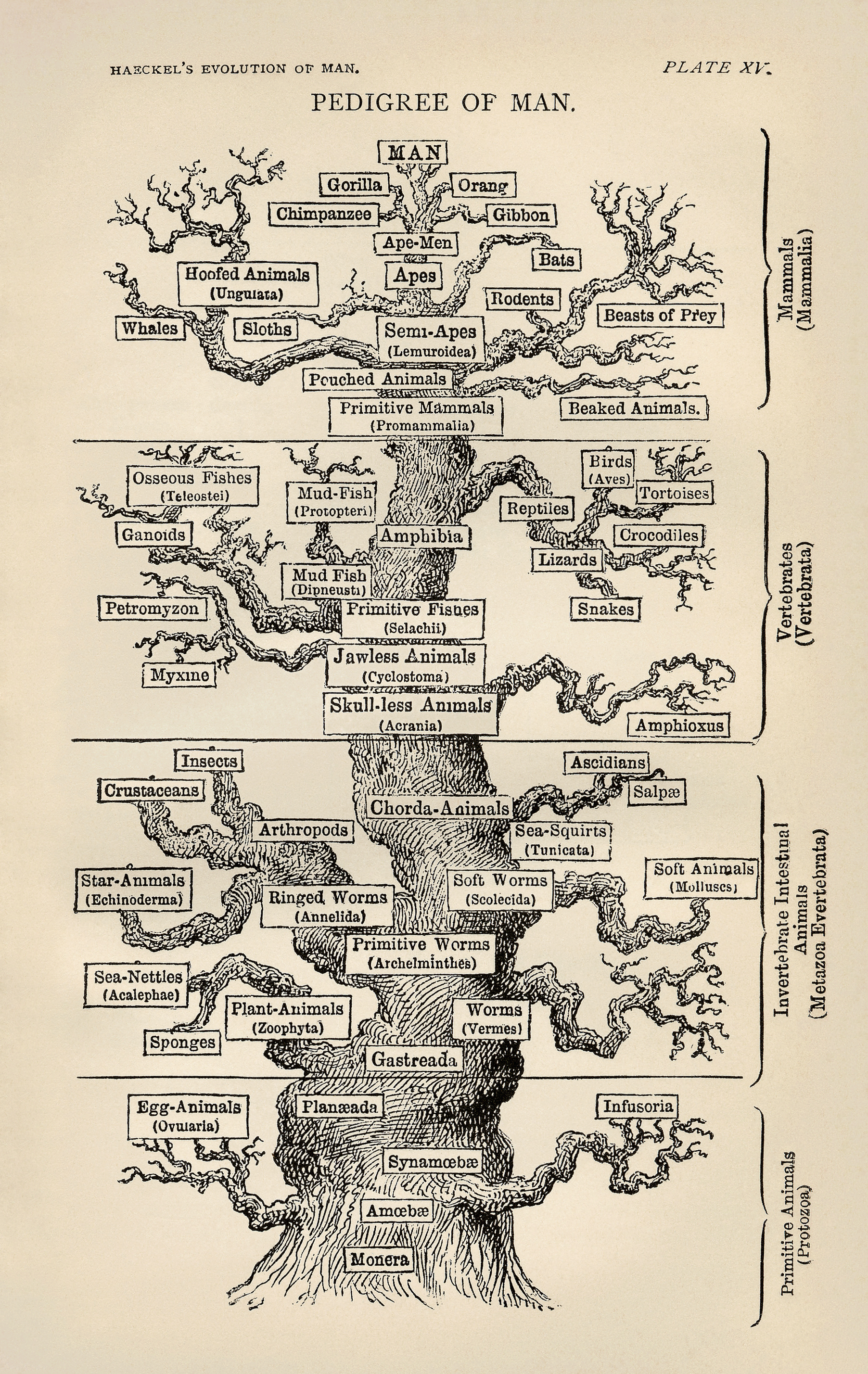 Ernst Haeckel’s Pedigree of Man, 1879. Wikimedia Commons. Public Domain.