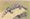 Gila Monster
