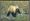 Grizzly Bears