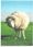 Dutch Sheep