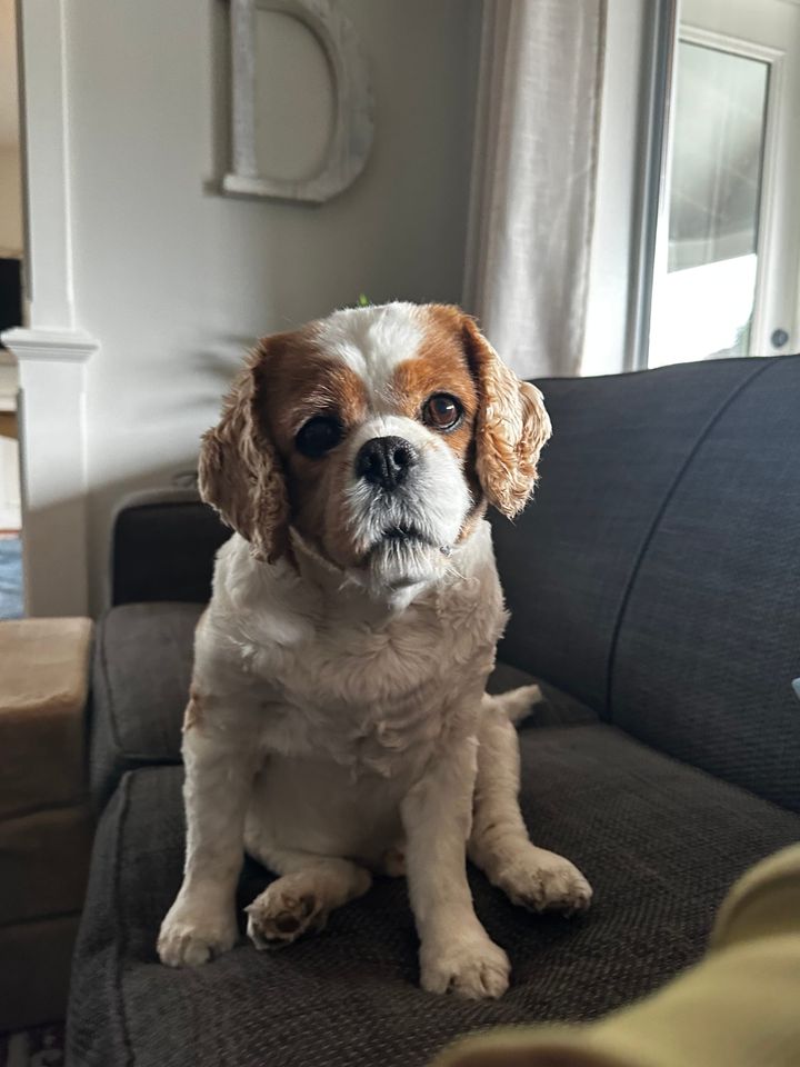 APOLOGIES FROM DENNIS