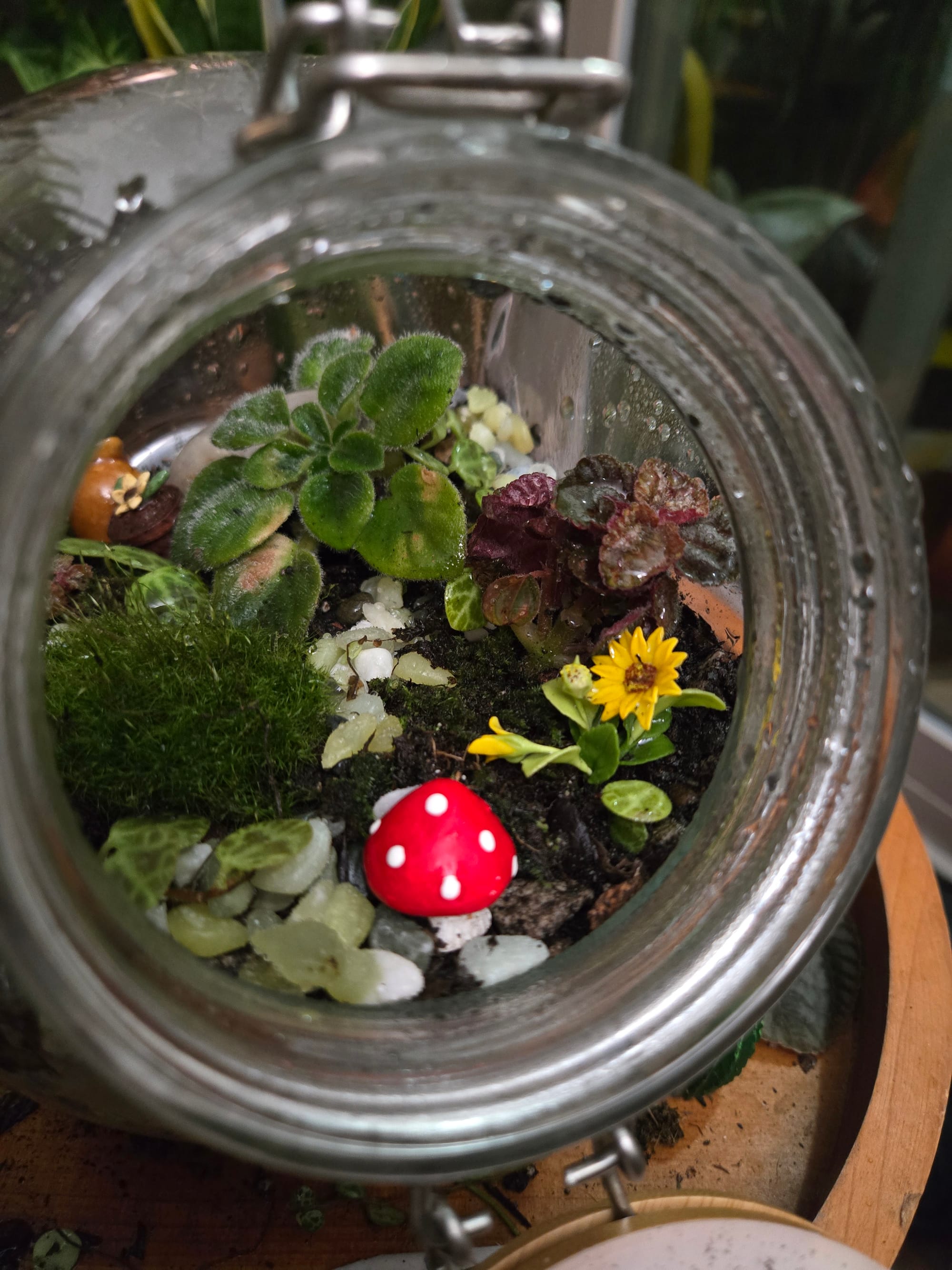 A terrarium with plants and a small mushroom