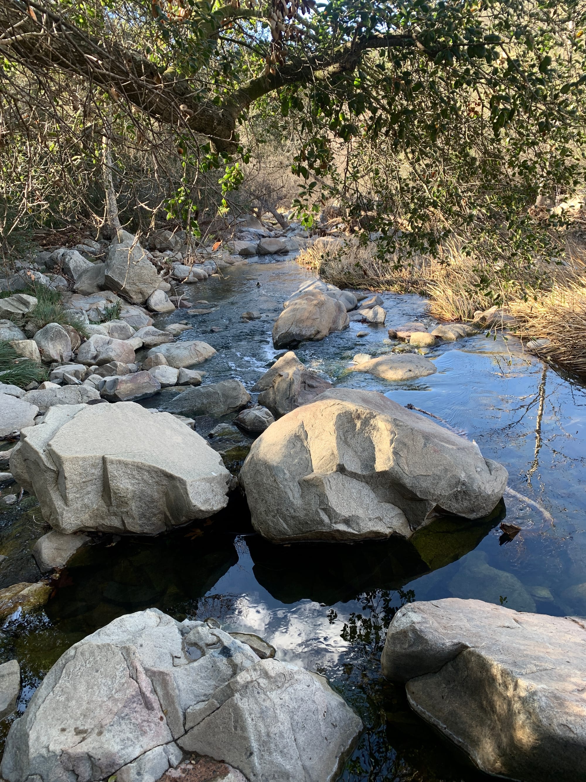 Picture of a creek with rocks in it and trees looming over it 