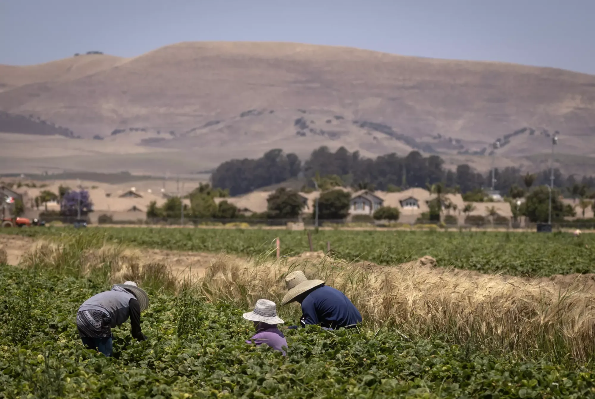 Three workers bend down in a strawberry field with a golden mountain in the background