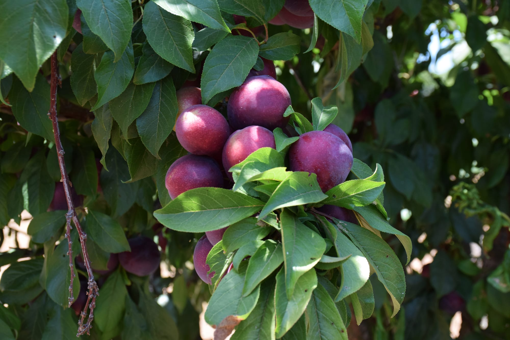 Pluots and leaves growing on a tree.