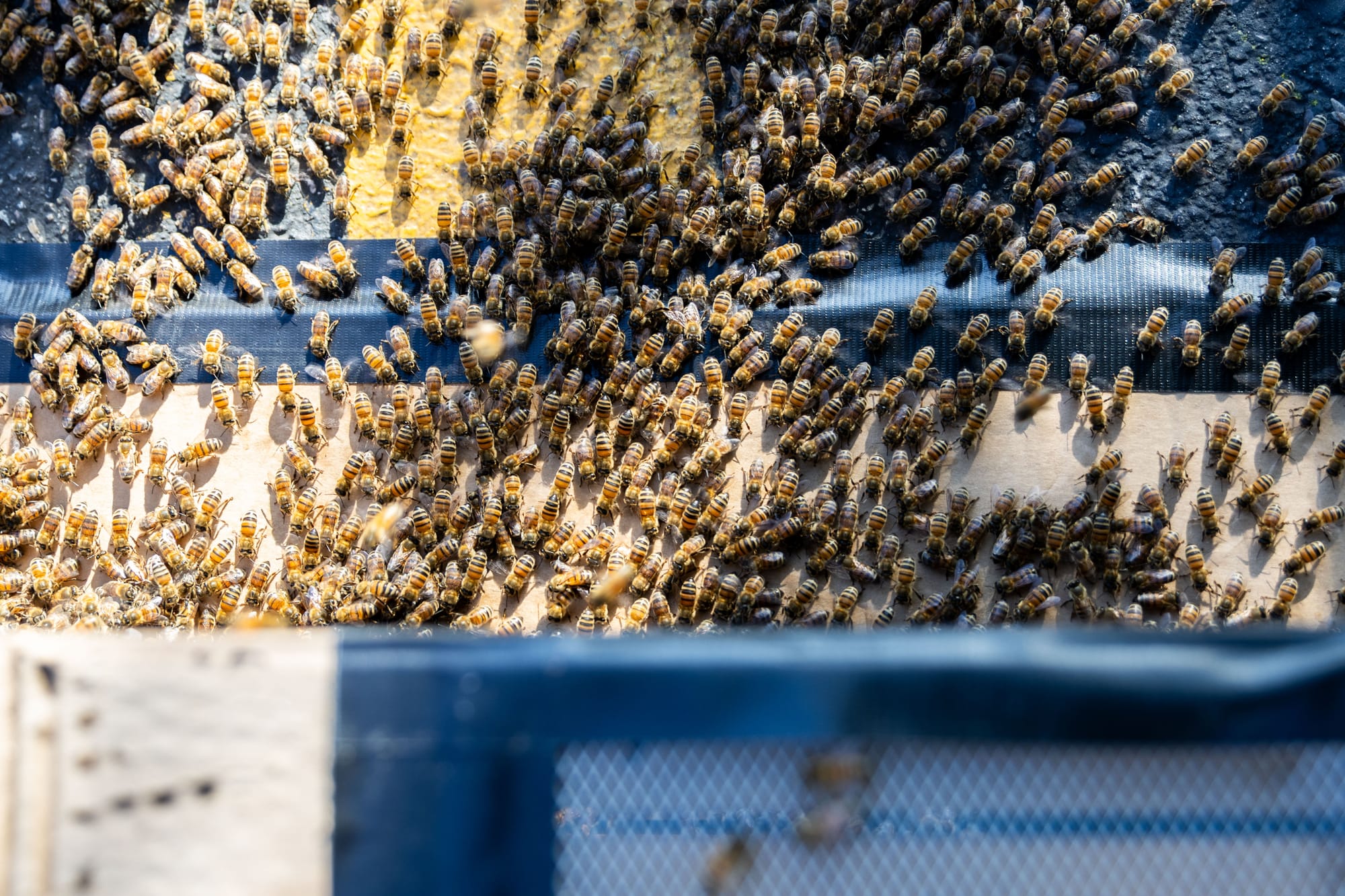 Looking at the ground, bees are marching in one direction into a cardboard box.