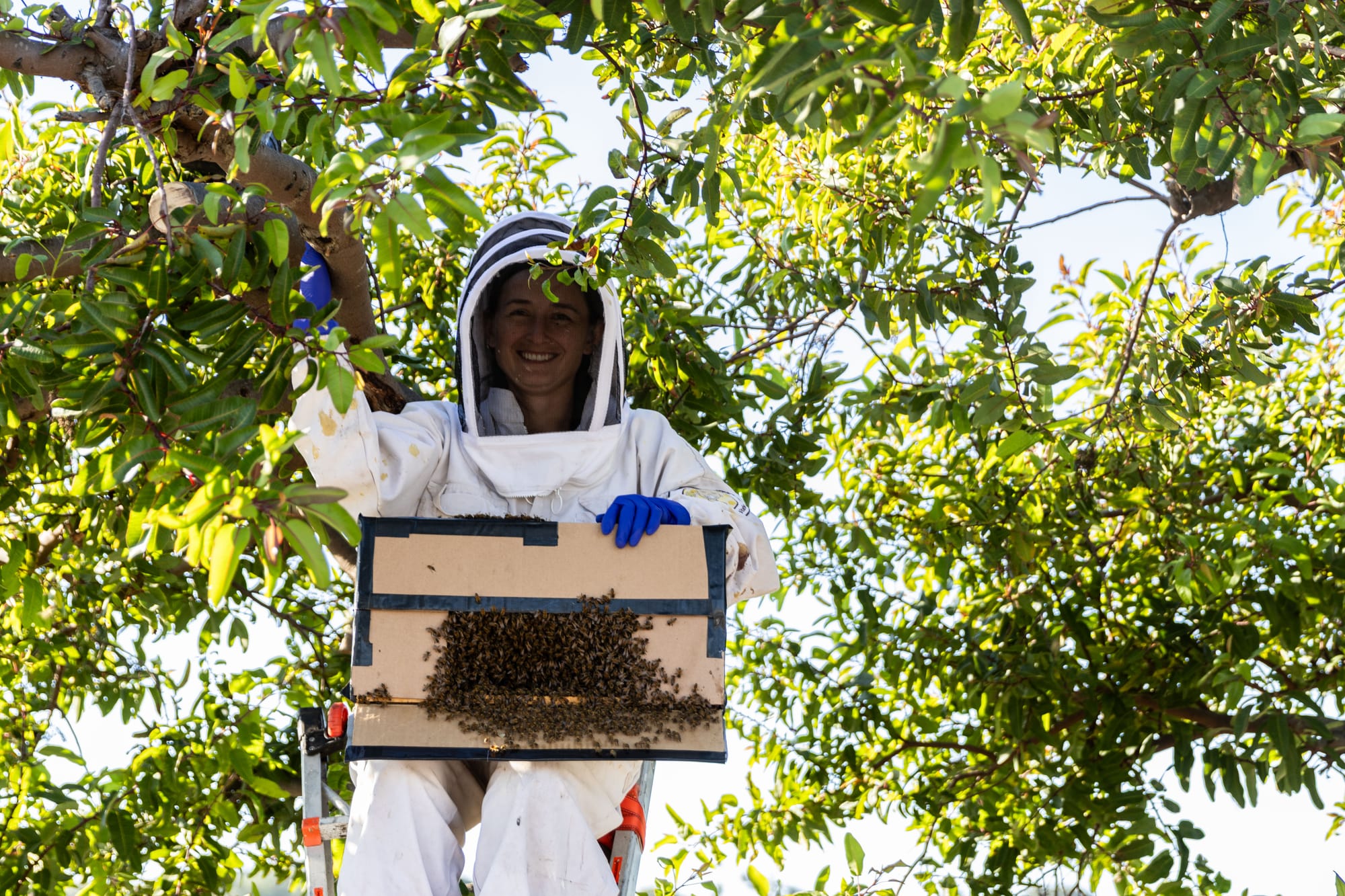 A woman in a white bee suit sits on a ladder against a tree while holding a box in her lap filled with bees.