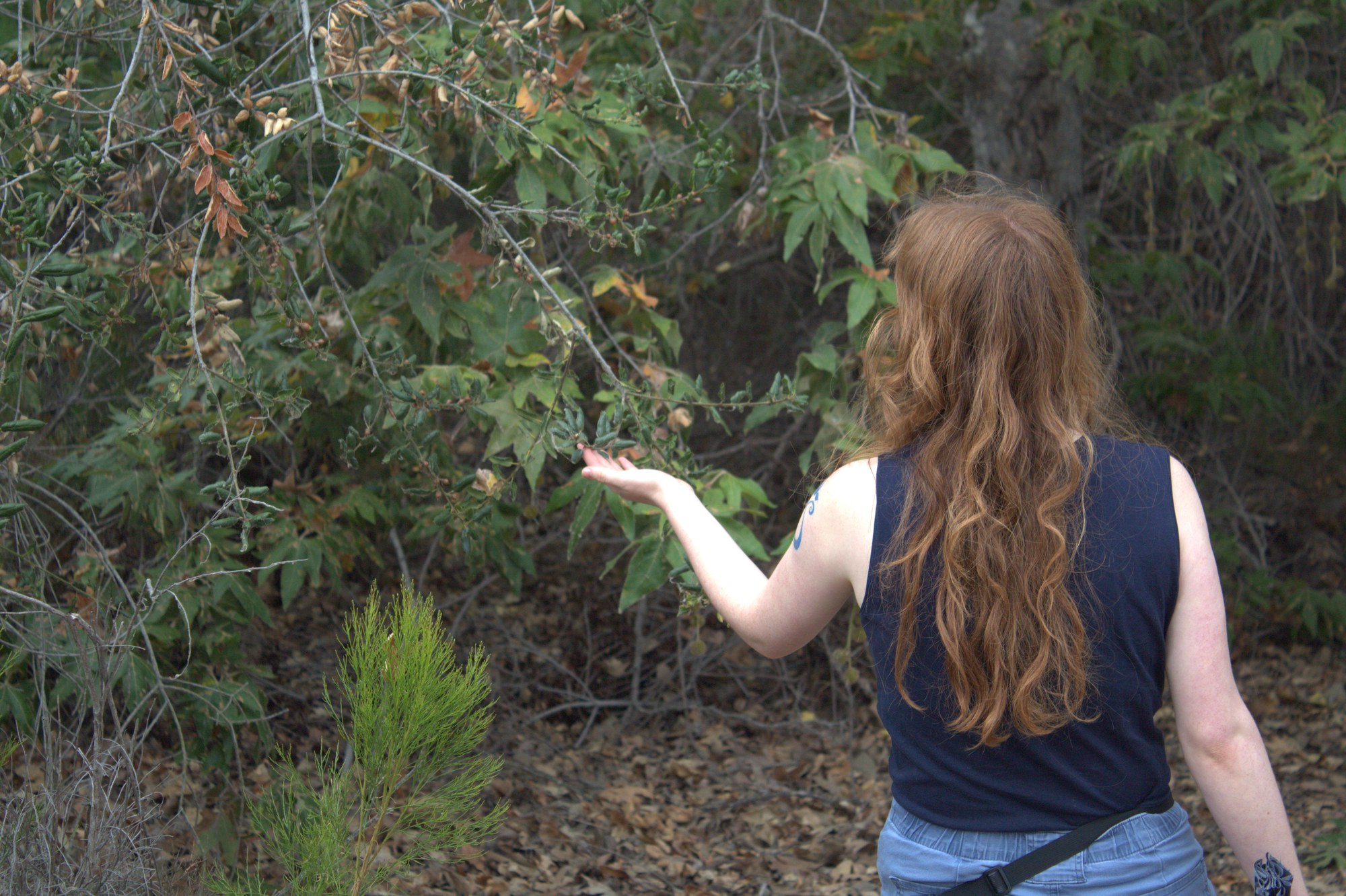 A person facing away holds the leaves of a tree branch in her palm.