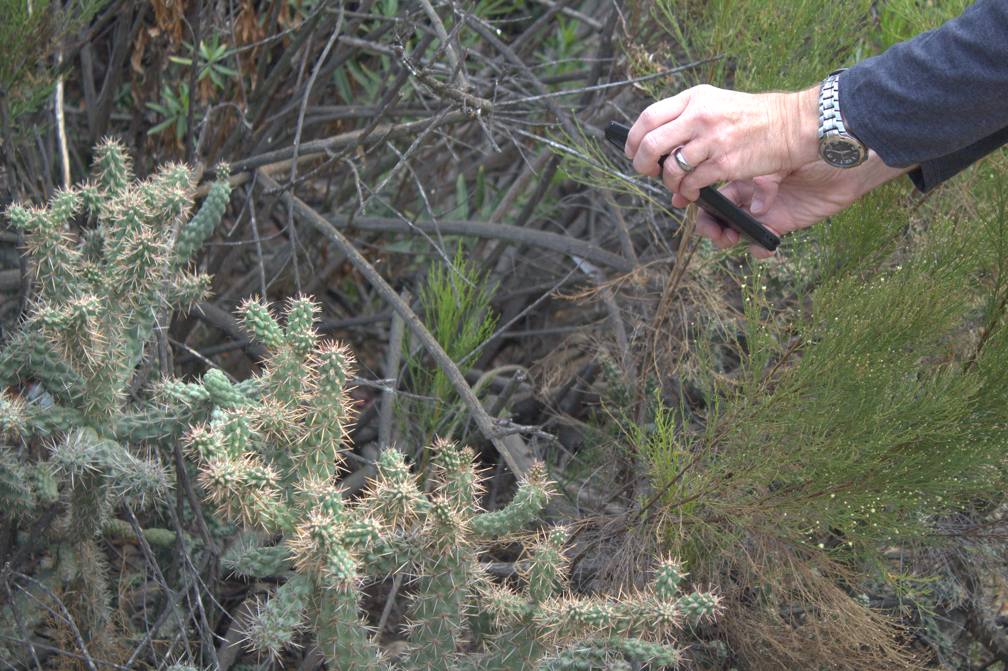 From the right of the frame two hands hold up a phone to a cactus on the left.