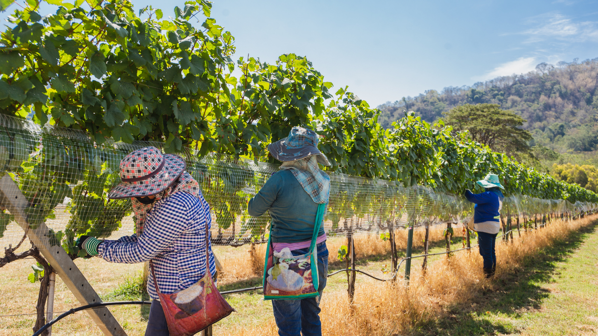 Three people put up a net on a california grape vine
