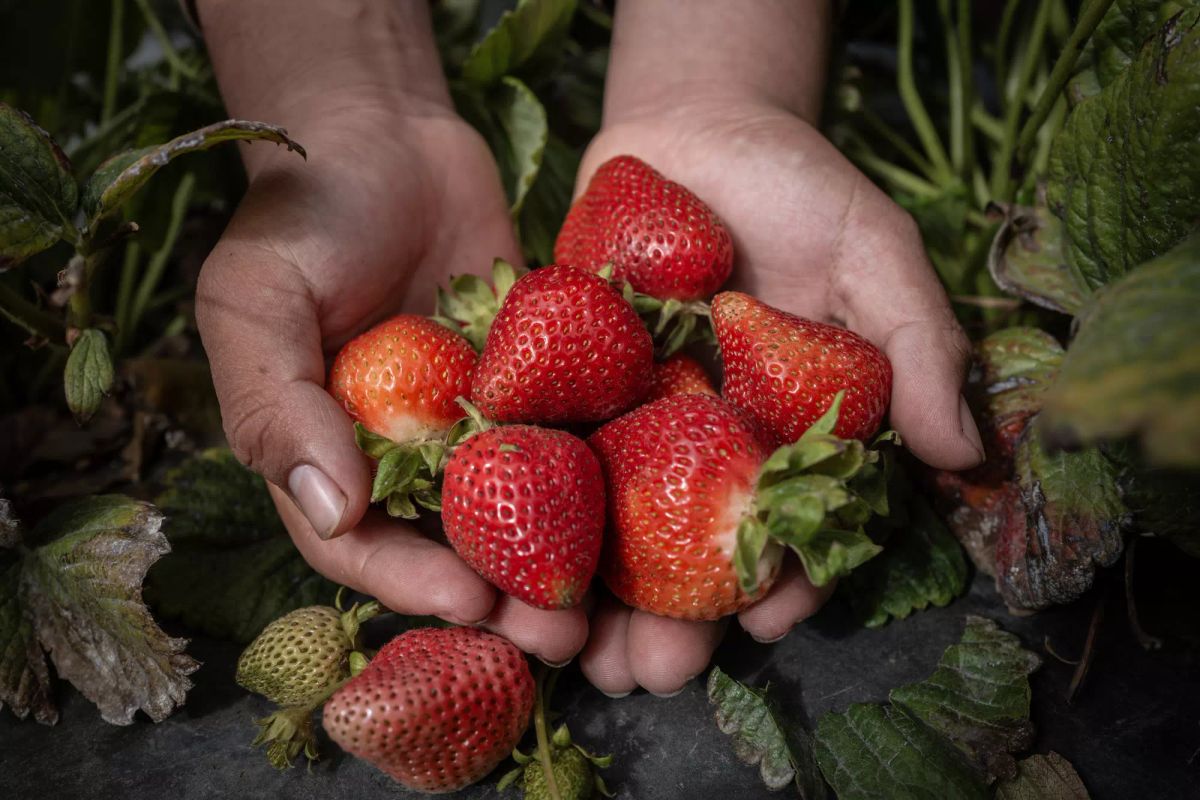 Hands hold strawberries